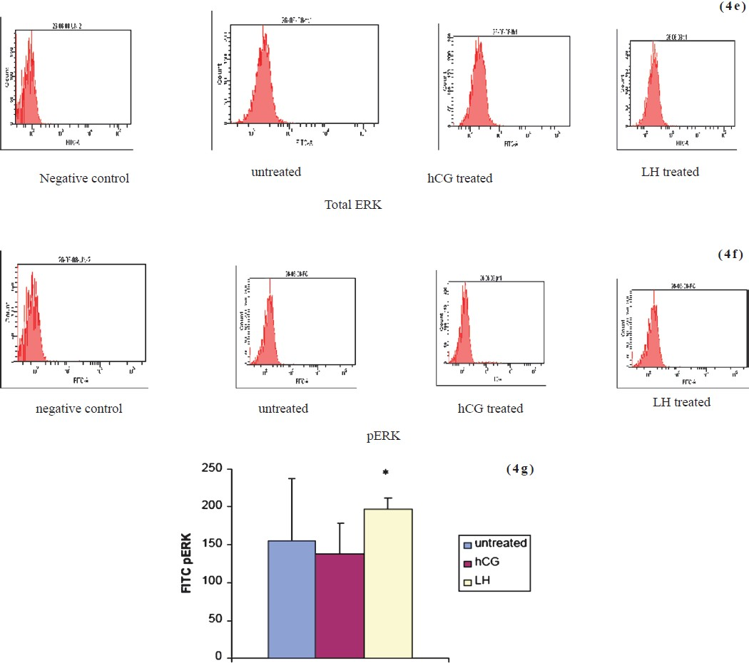 Flowcytometric analysis of total (4e) and phosphorylated ERK (4 f) after sustained stimulation with LH or hCG. Expression of phosphorylated ERK in LH treated culture is significantly higher as compared to hCG treated cultures (4 g). Values given as mean ± SEM of 3 observations. *P<0.05 compared to untreated control cells.