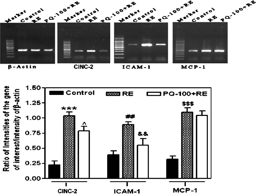 Effect of P. quinquefolium (PQ) at the dose of 100 mg/kg, p.o. on gene expression level of CINC-2, ICAM-1 and MCP-1 in reflux oesophagitis (RE) rats in comparison to control rats. Results were expressed as mean ± SEM with 6 rats in each group. For CINC-2, ***P<0.001 in comparison to control rats and ^P<0.05 compared to RE group. For ICAM-1, ##P<0.01 in comparison to control rats and &&P<0.01 compared to RE group. For MCP-1, $$$P<0.001 in comparison to control rats. The gel images are representative of three different experiments.