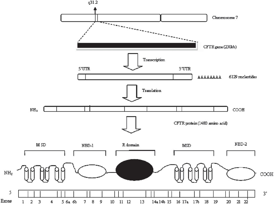 Diagram showing CFTR gene and resulting protein (CFTR, cystic fibrosis transmembrane conductance regulator; MSD, membrane spanning domain; NBD, nucleotide binding domain; R domain, regulatory domain).