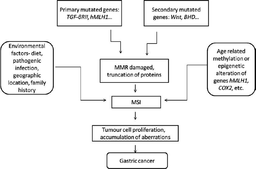 The Mutator pathway responsible for gastric cancer. Various factors and genes involved are shown.