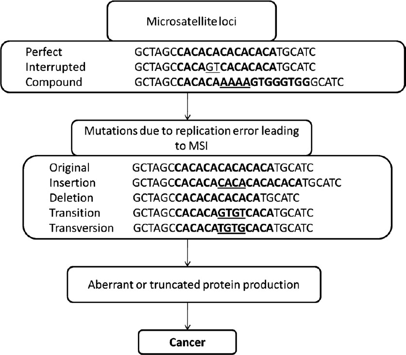 Types of microsatellites and different aberrations involved in the incidence of cancer. MSI, microsatellite instability.