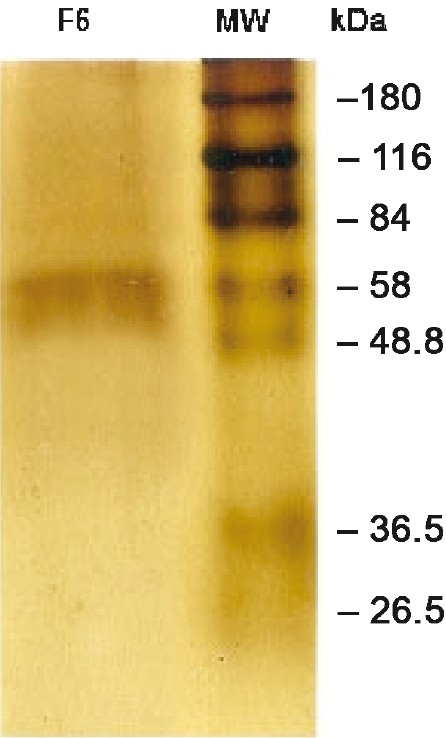 SDS-PAGE showing F6 of B. malayi. B. malayi adult worm somatic extract (BmAS) was run on SDS-PAGE and the F6 band was cut out, eluted with gel eluter (Electroeluter, Millipore, India) and run again on SDS-PAGE to confirm the molecular location.