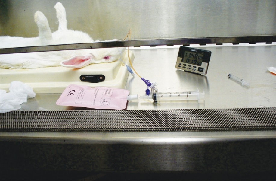 Materials to get exhaled air breath from anaesthetized rabbits and transfer into Breathek™ air bag.