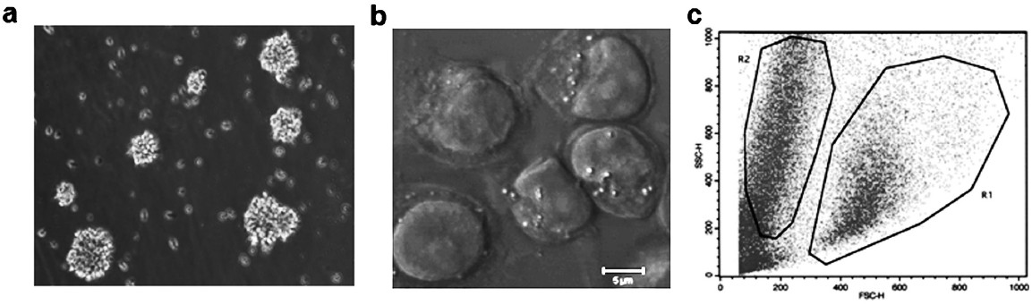 Morphological analysis of established lymphoblastoid cell lines (a) Light microscopy image of LCL showing typical rosette morphology. Cells grow in clumps while single cells are also seen. (b) Confocal microscopy image of cells in EBV transformed cell lines showing big nucleus and numerous vacuoles. (c) Flow cytometry cluster plot showing two distinct populations in LCL where lower R1 population represents mono cell suspension and R2 population represents cell aggregates.