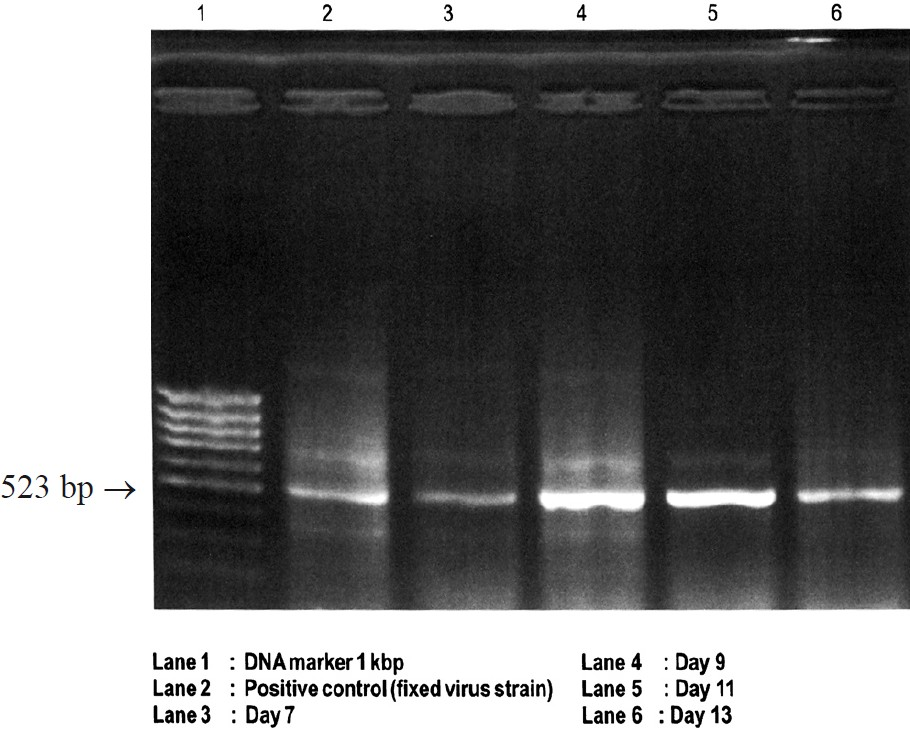 Detection of viral RNA by RT-PCR in mouse muzzle skin on different days post-inoculation of postmortem human brain sample in newborn mice.