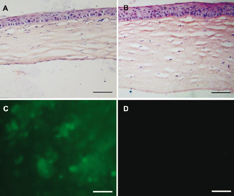 Histological examination of the corneas after the surgery. (A) HE-stained cross-section showed that Descemet's membrane was covered by cell monolayer in the B4G12 cell-injection group. (B) No cells were present on Descemet's membrane in the cryoinjury only group. Note that the corneal stroma was much thicker than that in the B4G12 cell-injection group. (C) Fluorescence microscopy confirmed that cells covering the Descemet's membrane in the B4G12 cell-injection group were CFDA SE-positive. (D) No signal was detected from the corneas of the cryoinjury only group. Scale bars: 100 μm.