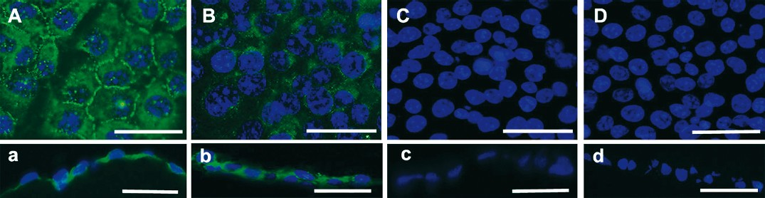 Immunofluorescent determination for ZO-1 and Na+/K+ ATPase. (A and a) ZO-1 was mainly expressed at the cell borders of corneal endothelium equivalents. (B and b) Na+/K+ ATPase was detected in the cell plasma and membrane of corneal endothelium equivalents. (C and c) Negative control in which the primary antibody was omitted for ZO-1. (D and d) Negative control in which the primary antibody was omitted for Na+/K+ ATPase. A, B, C and D are plane views of corneal endothelium equivalents and a, b, c and d are corresponding cross-section views. Scale bars: 50 μm.