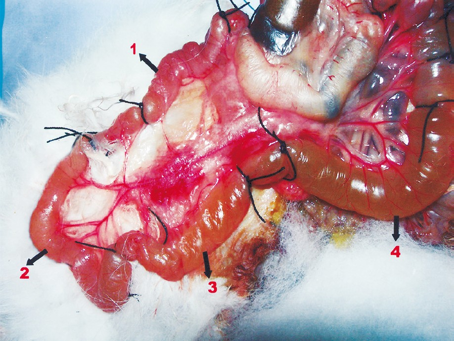 Preparation of experimental loops in the rabbit ileum to determine the effect of lacidipine on cholera toxin. The first loop (1) contained sterile peptone water (negative control); the second loop (2) received challenge plus 200 μg of lacidipine; the third loop (3) was given challenge plus 100 μg of lacidipine, while the fourth loop (4) received only the challenge (positive control). Experiment was replicated five times in five different rabbits.