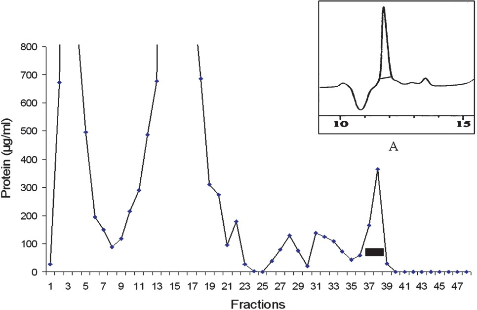 Purification of PLA2 from Bungarus fasciatus snake venom by carboxy methyl-ion exchange chromatography. B. fasciatus venom (25 mg) was applied in a column (5.6 × 1.6 cm) packed with CM- cellulose. Elution was done with 0.02 M phosphate buffer and in a stepwise gradient of NaCl (0 – 1 M). = Fraction 38 was collected and used as ‘BF-38’. Inset A: HPLC Chromatogram of Fraction 38 using Protein pack 60 column (7.8 ° 300 mm). The column was run with 50 mM Na-K phosphate buffer containing 0.15 M NaCl (pH 7.2, flow rate 0.8 ml/min). Retention time was 11.8 min.