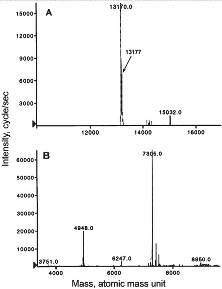 Determination of molecular weight of BF-38 by electron-spray-ionization mass spectrometry (ESI-MS). A. Mass of the PLA2 was 13177 Daltons. B. Mass of the 3FTx was 7305 Daltons.
