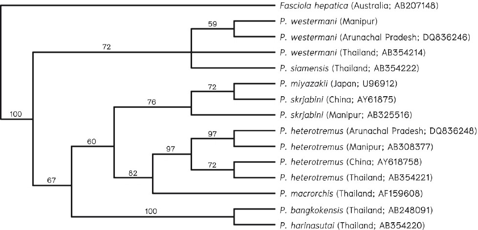 Phylogenetic analysis of Indian Paragonimus spp. Numbers on the branches are bootstrap values (%) of 1,000 replicates. The sources of data, including geographical origins and GenBank accession numbers are indicated in parentheses. Source: Ref. 37.