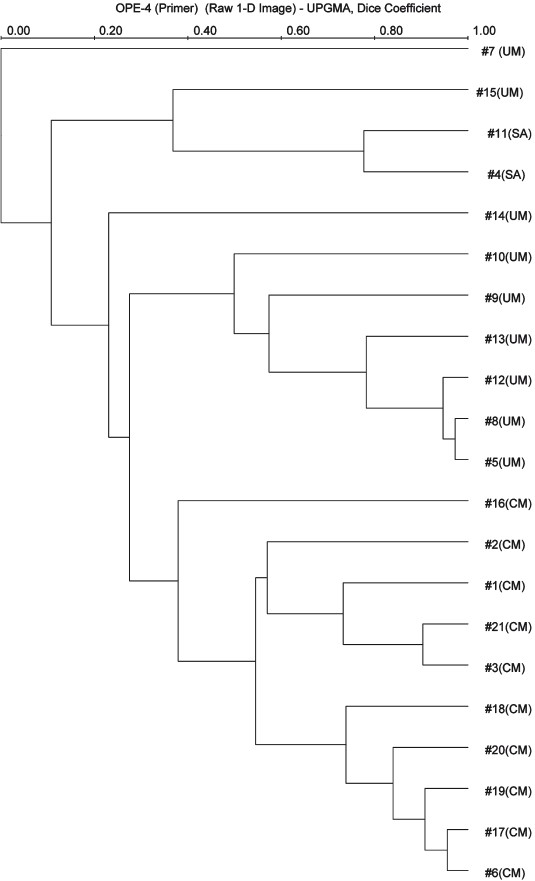 Phylogenetic tree depicting the genetic diversity of the north Indian P. falciparum isolates based on E-4 RAPD primer. The values shown at the nodes of the major and minor sub-divisions are bootstrap values. The number of isolates of P. falciparum used to generate tree are shown at the end of each branch of tree. Within the tree, “UM”, “CM” and “SA” indicates the isolates from uncomplicated malaria, cerebral malaria and severe anaemia, respectively.