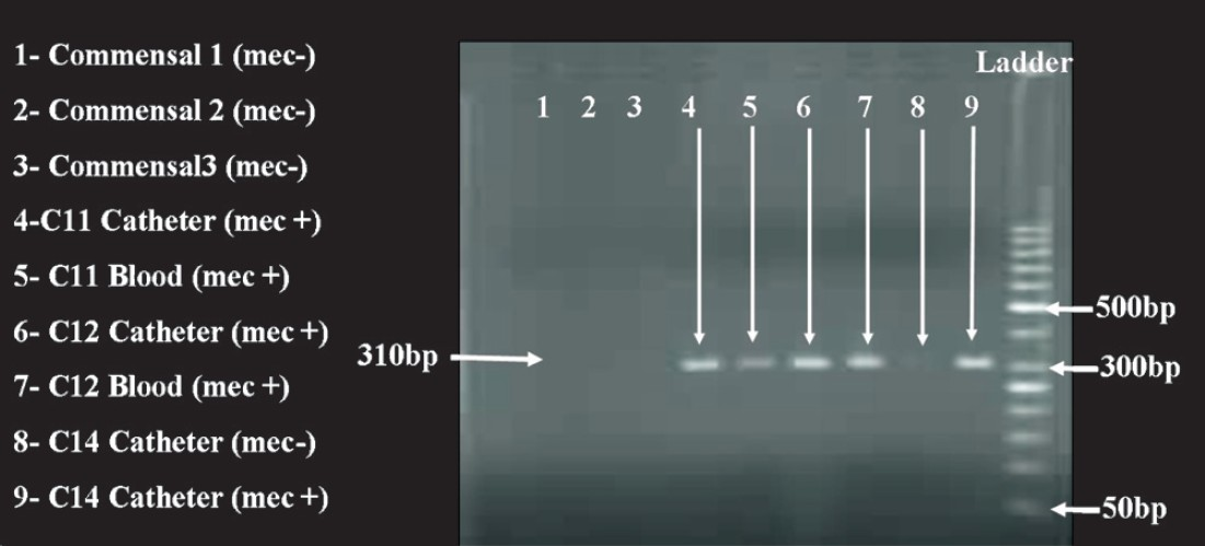 mecA gene PCR showing amplification of 310bp fragments in lanes 4, 5, 6, 7 and 9. Lanes 1,2 and 3 denote commensal S. epidermidis. Ladder 50bp