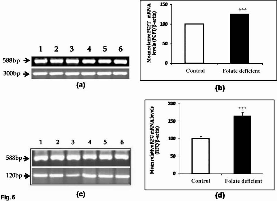 RT-PCR analysis of RFC (120 bp) and PCFT (300 bp) with β-actin(588 bp) as an internal control in intestine. (a and c) Resolved on 1.2 per cent agarose gel electrophoresis and (b and d) densitometric analysis representing relative change in PCFT and RFC mRNA expression. Data shown are representative of 5 separate sets of experiments. Lanes 1-3: Control; 4-6: Folate deficient. ***P<0.001 vs. control.