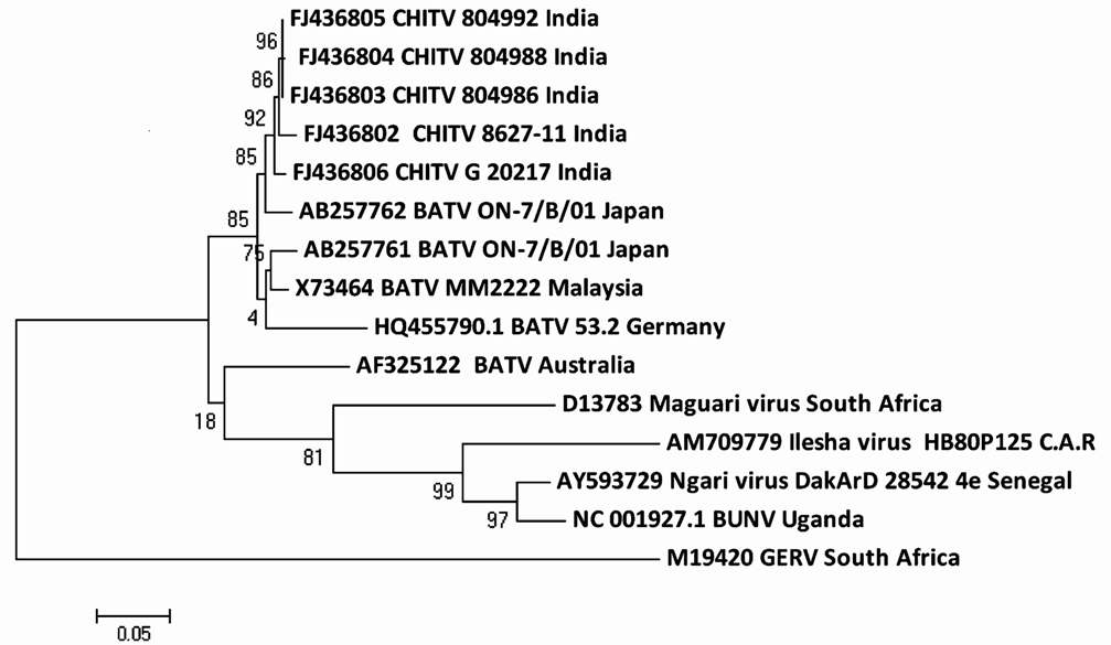 Phylogenetic tree of nucleotide sequences of CHITV and representative other BATV for complete S segment.