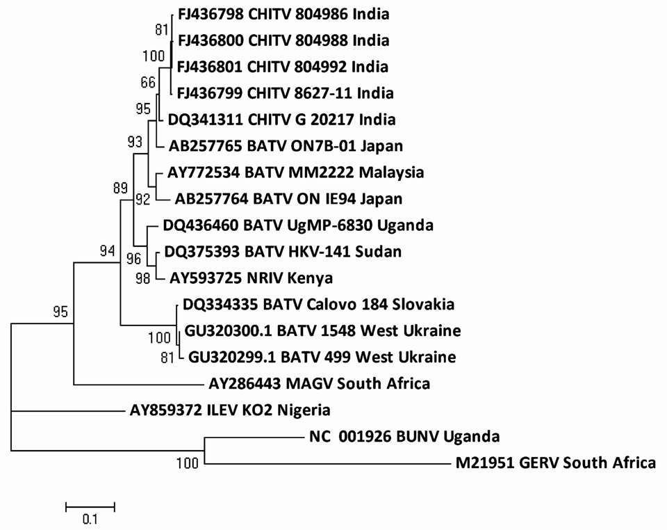 Phylogenetic tree of nucleotide sequences of CHITV and representative other BATV using neighbor joining method for partial M segment including West Ukraine isolates were constructed Bunyamwera virus was used as a outgroup.