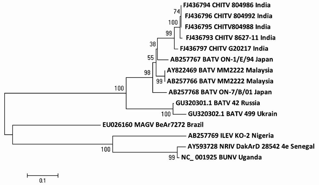 Phylogenetic tree of nucleotide sequences of CHITV and representative other BATV for partial L segment.