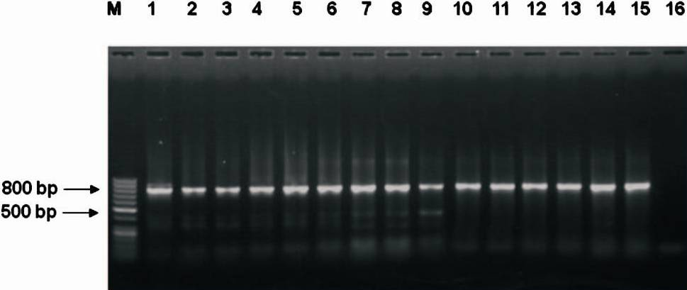 PCR amplified product (hifA) electrophoresed in 1.5% agarose gel. Lane M: 50 bp Ladder, Lane1: Positive control, Lanes 2-15: amplified 800 bp product H. influenzae isolates, Lane 16: Negative control.
