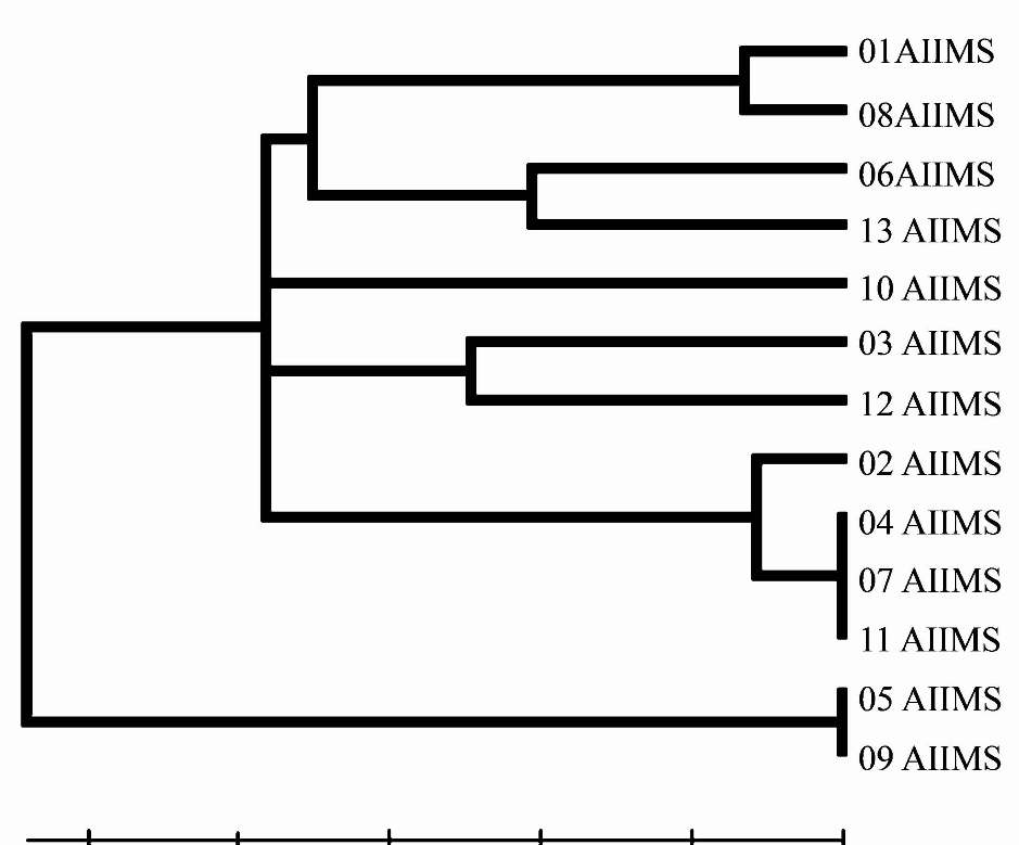 H. influenzae isolates UPGMA dendrogram based on MLST data for 13 type b.