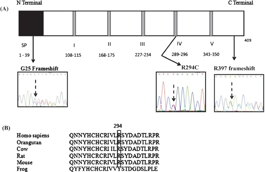 (A). Schematic representation of the human Neu1 protein with the relative positions of the three identified mutations marked by black arrows. The signal peptide region is indicated by a black box marked SP and the five conserved Asp box motifs are denoted by gray bands; the amino acids included in each are mentioned. The chromatograms show the sequences at the mutated sites. (B). Clustal 2.1 multiple sequence alignment of the human Neu1 protein sequence against the Neu1 protein sequences of other species shows that R (arginine) is conserved at the 294th position in other mammalian species also