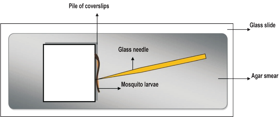 Schematic representation of larval microinjection: The larvae are laid on a slide smeared with agar to reduce its rapid movements and held against a pile of cover slips and injected in the lower abdominal segments.