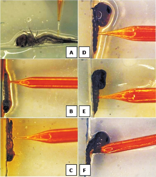 Larval and pupal microinjection: Larval microinjection of Culex, Anophleles and Aedes mosquito larvae (A-C); Pupal microinjection of Culex, Anophlelesand Aedes(D-F).