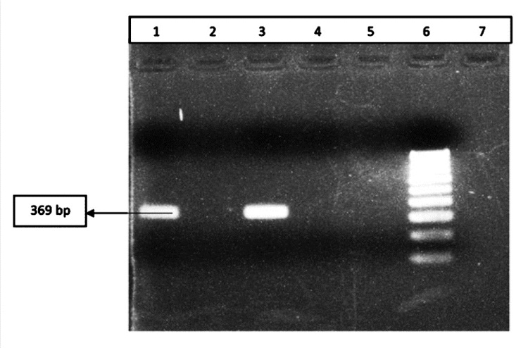 Results of PCR amplification for identification of serovar 6; Lane 1: Positive control; Lane 2,4: Negative clinical samples; Lane 3: Positive clinical samples; Lane 5 : Negative control; Lane 6: 100 bpMarker.