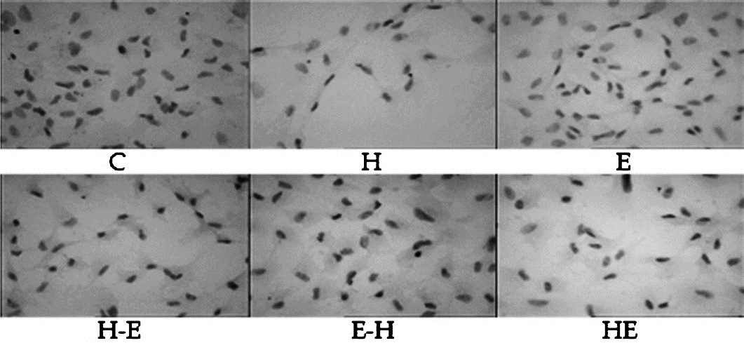 Haematoxylin-eosin stained goat lens epithelial cells (gLECs) of different treatment groups as viewed under light microscope with 10× objective. Groups; C = untreated cells, H = H2O2 treated, E = E2 treated, H-E = H2O2 treatment for the first 24 h followed by 24 h of E2 treatment, E-H = E2 treatment for first 24 h followed by H2O2 treatment, and HE = co-treatment of H2O2 and E2 for the first 24 h followed by MEM.