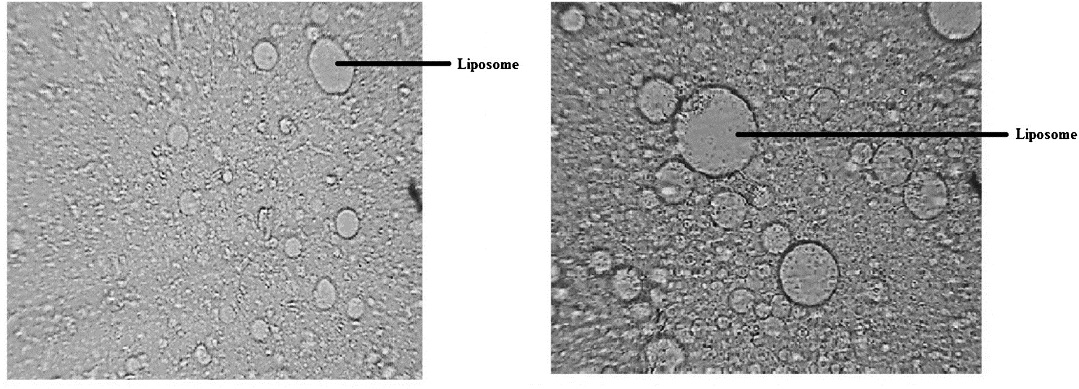 Photomicrograph of liposome formed by mixing phosphtidyl choline and cholesterol. (a) 100 × (b) 200 ×.