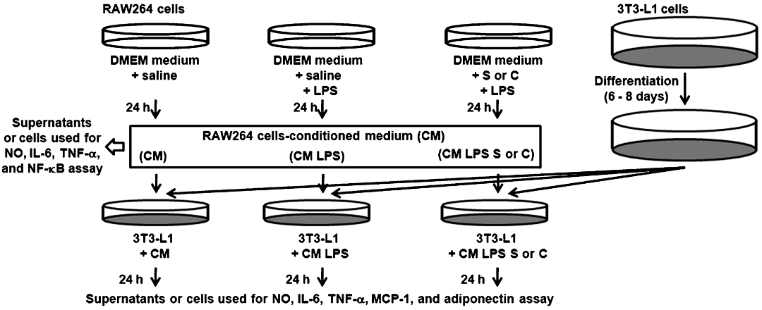 Experimental protocol. CM, unstimulated RAW264 cells-conditioned medium; CM LPS, LPS-stimulated RAW264 cells-conditioned medium; CM LPS S, SoSoSo-pretreated and LPS-stimulated RAW264 cells-conditioned medium; CM LPS C, chrysophanol-pretreated and LPS-stimulated RAW264 cells-conditioned medium.