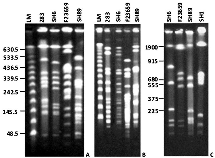 A. PFGE profiles of NotI-digested chromosomal DNAs of different Shigella isolates. Enzyme digested genomic DNAs were separated by PFGE with pulse times ramping from 5 to 50 sec for 24 h using 10V/cm at 4°C. Shigella isolates used were 283 (S. dysenteriae type 1), SH6 (S. dysenteriae type 1), F23659 (S. dysenteriae type 2) and SH89 (S. dysenteriae type 7) as indicated above each lane. LM is the lambda concatameric DNA used as molecular size markers and their sizes (in kb) are shown in the left margin. B. PFGE separation of XbaI-digested genomic DNAs. Lanes and pulse conditions used are as indicated in panel ‘A’. C. PFGE patterns of I-CeuI-digested chromosomal DNAs. Enzyme-digested DNAs were separated by PFGE with pulse time ramping from 20 to 150 sec for 24 h using 10V/cm at 4°C. Shigella isolates used were SH6, F23659, SH89 and SH1 (S. flexneri type 2a) as indicated above each lane. YM denotes yeast intact chromosomes used as molecular size markers. Numbers in the left margin denotes sizes (in kb) of the yeast chromosomes.