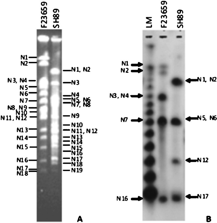 Identification of NotI fragments carrying rrn operon(s). A. Ethidium bromide-stained gel containing the NotI-digested genomic DNAs of S. dysenteriae type 2 (F23659) and type 7 (SH89) isolates. NotI fragments of the isolates are as indicated. B. The gel shown in ‘A’ was transferred to a nylon membrane, hybridized with the rrn gene and autoradiographed. NotI fragments carrying rrn operon were marked, for F23659 (type 2) and SH89 (type 7) in the left and right margins, respectively. LM is the lambda concatameric DNA used as molecular size markers.