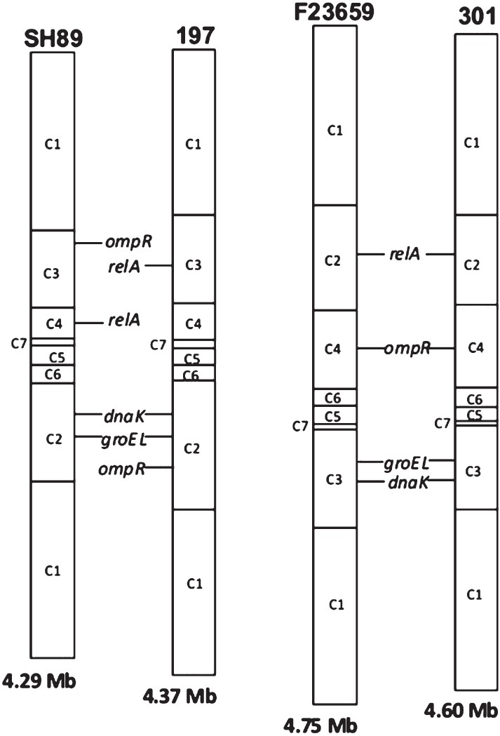 Comparisons of the I-CeuI maps of S. dysenteriae type 2 isolate F23659, type 7 isolate SH89, S. dysenteriae type 1 isolate 197 and S. flexneri type 2a isolate 301. The I-CeuI map information for the whole genome sequenced isolates 197 and 301 were obtained from public database (www.tigr.org). For simplicity, the circular maps of Shigella genomes were shown as linear maps at an arbitrarily chosen point. The order of the I-CeuI fragments as well as positions of some selected genes, namely, dnaK, groEL, relA and ompR were also shown. Genome size of each Shigella isolate is indicated at the bottom of each linear map.