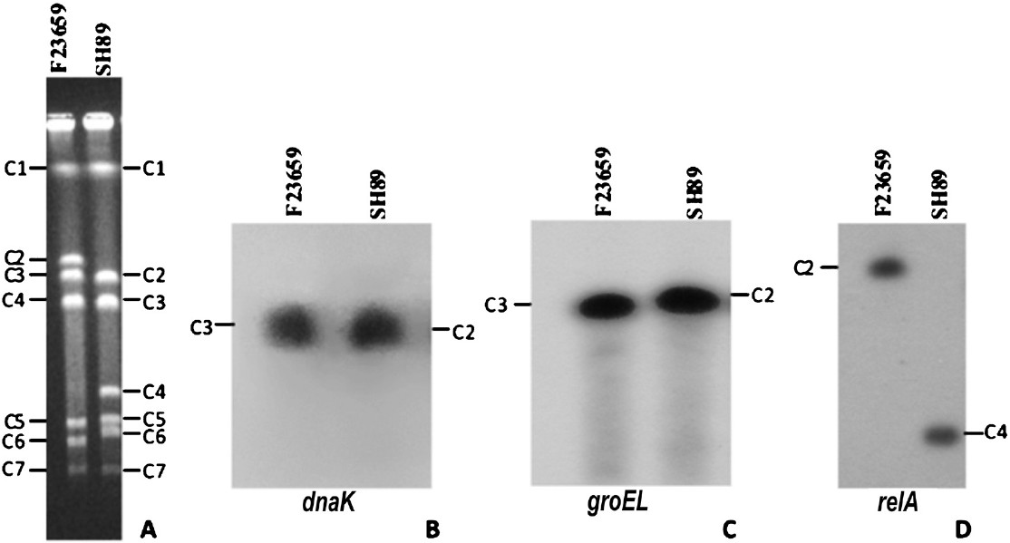 RFLP in the genomes of S. dysenteriae isolates. A. Ethidium bromide stained PFGE gel containing I-CeuI-digested chromosomal DNAs of S. dysenteriae type 2 isolate F23659 and the type 7 isolate SH89. Electrophoresis conditions were same as described in the legend of Fig. 1C. Seven I-CeuI fragments (C1 to C7) of each isolate were marked. B-D. I-CeuI-digested chromosomal DNAs of the isolates F23659 and SH89 shown in ‘A’ were transferred to a membrane and hybridized with dnaK (B), groEL (C) or relA (D) gene as a probe. The same membrane was successively used after deprobing each time. Both dnaK and groEL genes hybridized with the I-CeuI fragment C3 of the F23659, but in the case of the SH89 the genes were hybridized with the I-CeuI fragment C2. The relA gene hybridized with the C2 and C4 fragments of the F23659 and SH89, respectively.