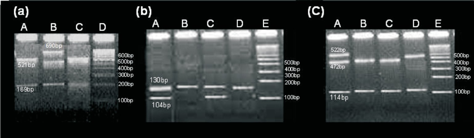 (a) Representative gel pictures of restriction digested DNA fragments showing wild homozygous as 521, 169 bp (lane A, C) and heterozygous as 690, 521, 169 bp (lane B) for CYP2C9*2 (b) Wild homozygous as 130 bp (lane B, D) and heterozygous as 130, 104 bp (lane A, C) for CYP2C9*3 (c) Wild homozygous as 472, 114 bp (lane B, C) and heterozygous as 522,472,114 bp (lane A) and variant homozygous as 522,114 bp (lane D) for VKORC1-1639G>A polymorphisms.