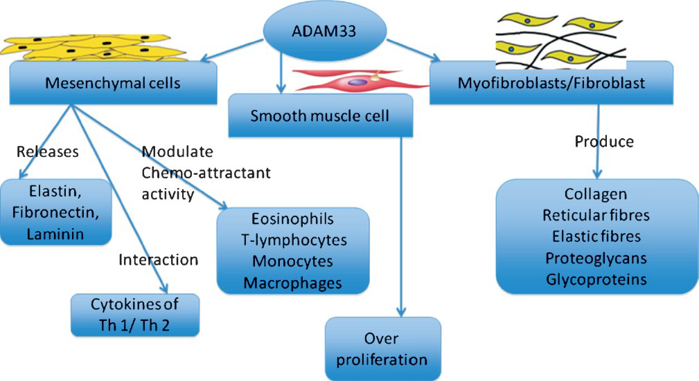Key cells influenced by ADAM33 in airway remodelling in asthma.