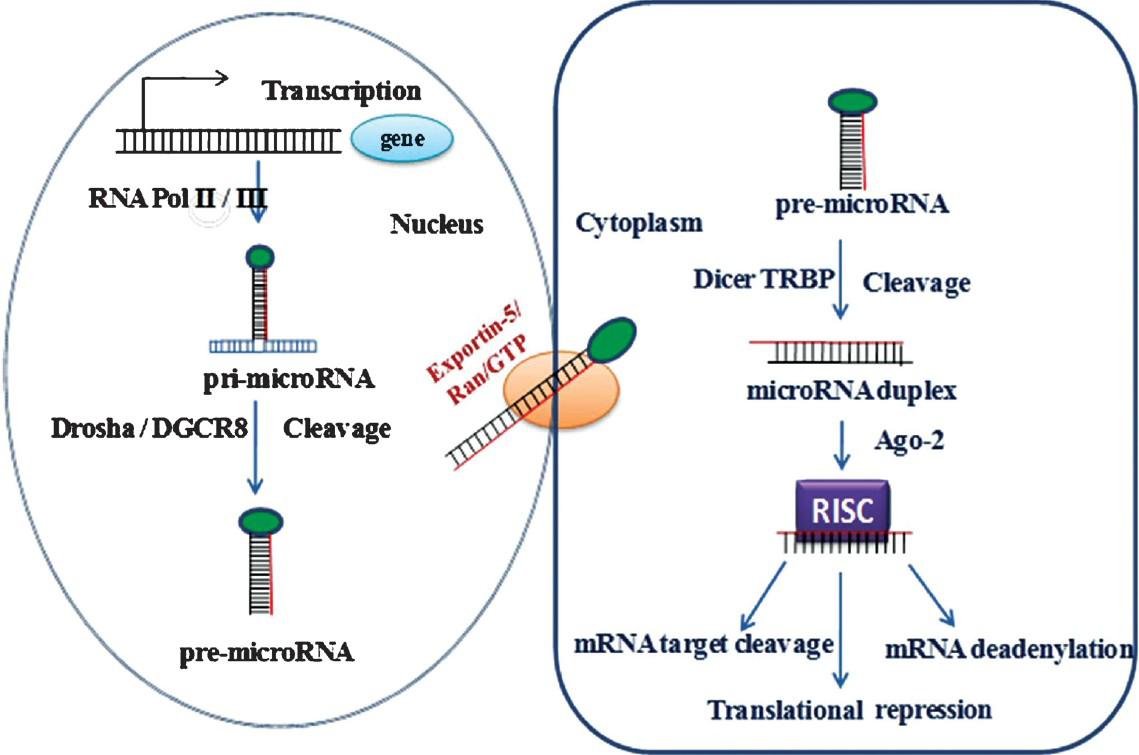MicroRNA pathway is universal to all mammalian miRNAs. MiRNAs are generated through two step processing that converts primary miRNA transcript (pri-miRNA) by RNA polymerase II or III and cleavage of the pri-miRNA by the microprocessor complex Drosha– DGCR8 (Pasha) in the nucleus. The resulting miRNA is exported from the nucleus by Exportin-5-Ran-GTP. In the cytoplasm the RNase Dicer, in complex with the double-stranded RNA-binding protein TRBP, cleaves the pre-miRNA hairpin to its mature length. Association of the miRNA-RISC with a target mRNA results in the repression of the target gene by promoting mRNA degradation and/or translational inhibition.