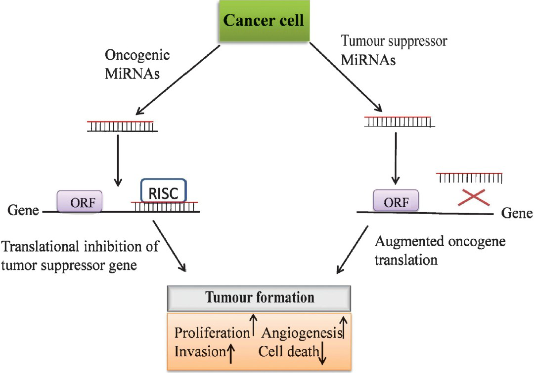 MicroRNAs as oncogenes or tumour suppressor genes.