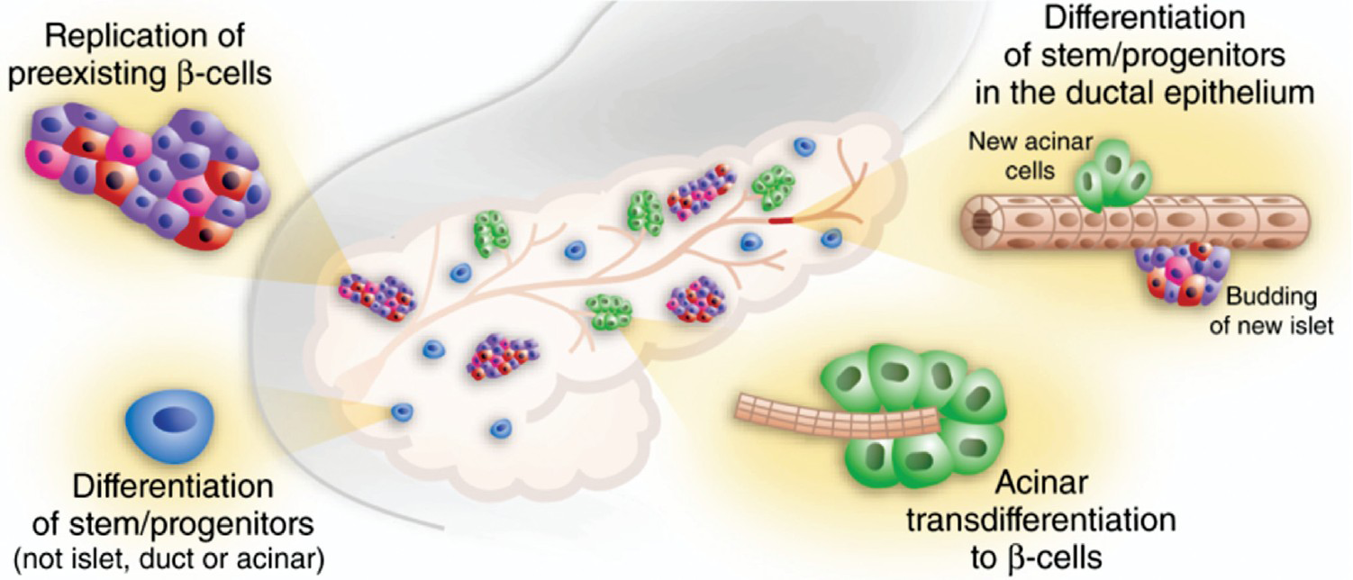 Pancreas as the source of new β-cells. New β-cells can arise from (1) Replication of pre-existing β-cells (2) Differentiaition of stem/progenitors or Transdifferentiation of acinar cells (3) Prevention of apoptosis (not shown in Figure) also contributes for regeneration of pancreas in which gene/gene products play in conjunction either with (1) or (2). All these mechanism may contribute synergistically for the regeneration of pancreas. See Tables 1, 2 and 3 for gene/gene products involved in the above processes for pancreatic rejuvenation. Reproduced with permission from Nature Publishing Group, London, UK6.
