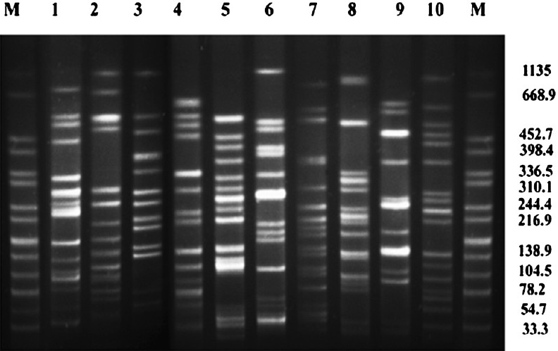Pulsed-field gel electrophoresis (PFGE) of XbaI-digested genomic DNA of CTX-M-15 producing K. pneumoniae (Lane 1-10) isolated from blood of neonates. Lane M: Salmonella serotype Braenderup H9812 as reference standard (band sizes in kilobases).