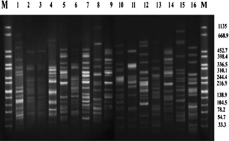 Pulsed-field gel electrophoresis (PFGE) of XbaI-digested genomic DNA of CTX-M-15 producing E. coli (Lane 1-16) isolated from blood of neonates. Lane M: Salmonella serotype Braenderup H9812 as reference standard (band sizes in kilobases).