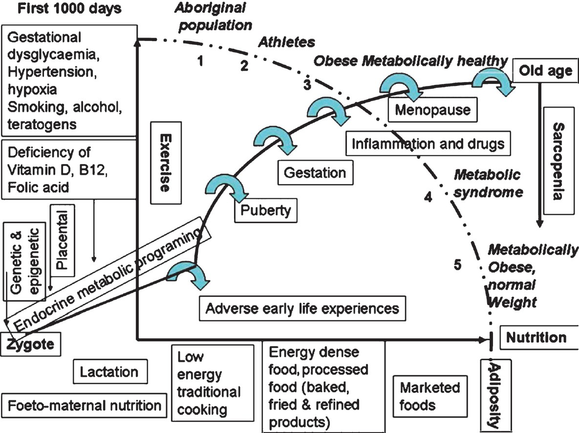 Body response to obesogenic environment across the life cycle. The dark line connecting the zygote to old-age represents the endocrine metabolic programming. The X axis represents the various sources of nutrition. Exercise the major modulator of response after the first 1000 days is represented in the Y axis. The six major factors favouring sarcopenia (less skeletal muscle) are depicted by broad curved arrows. The five major outcomes are labelled along the dotted line with bold italic letters. Adverse early life programming manifests as metabolically obese normal weight individuals (5).