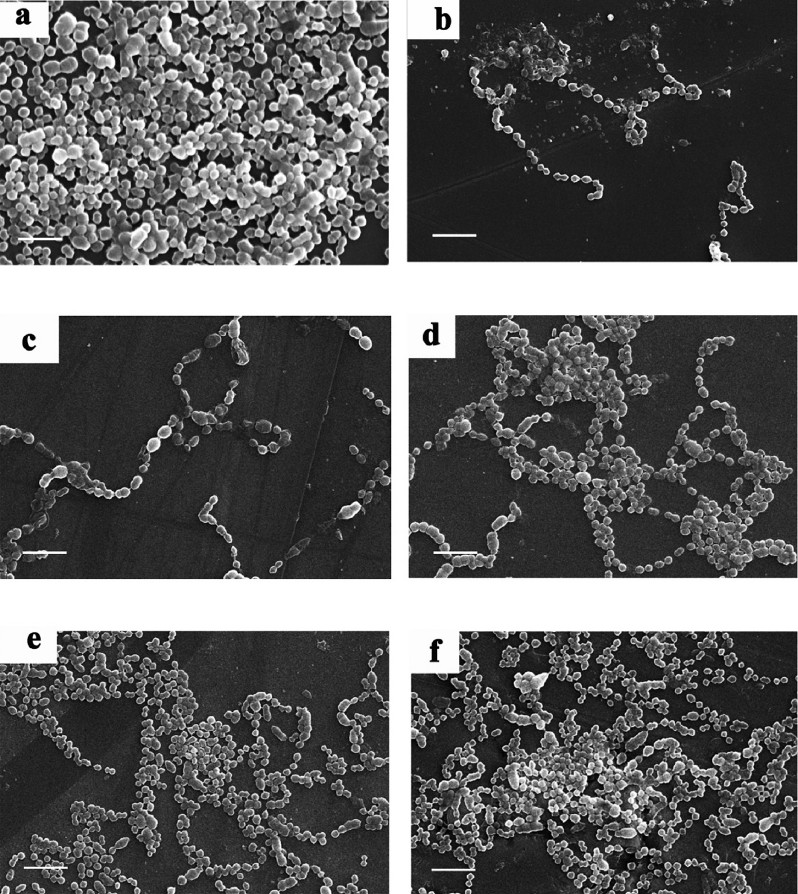 Scanning electron micrographs of S. pyogenes serotype M56 biofilms and their treatment with LEV at sub-MICs (a) Control, (b) 1/4MIC, (c) 1/8MIC, (d) 1/16MIC, (e) 1/32MIC and (f) 1/64MIC (Scale bar = 10 μm).