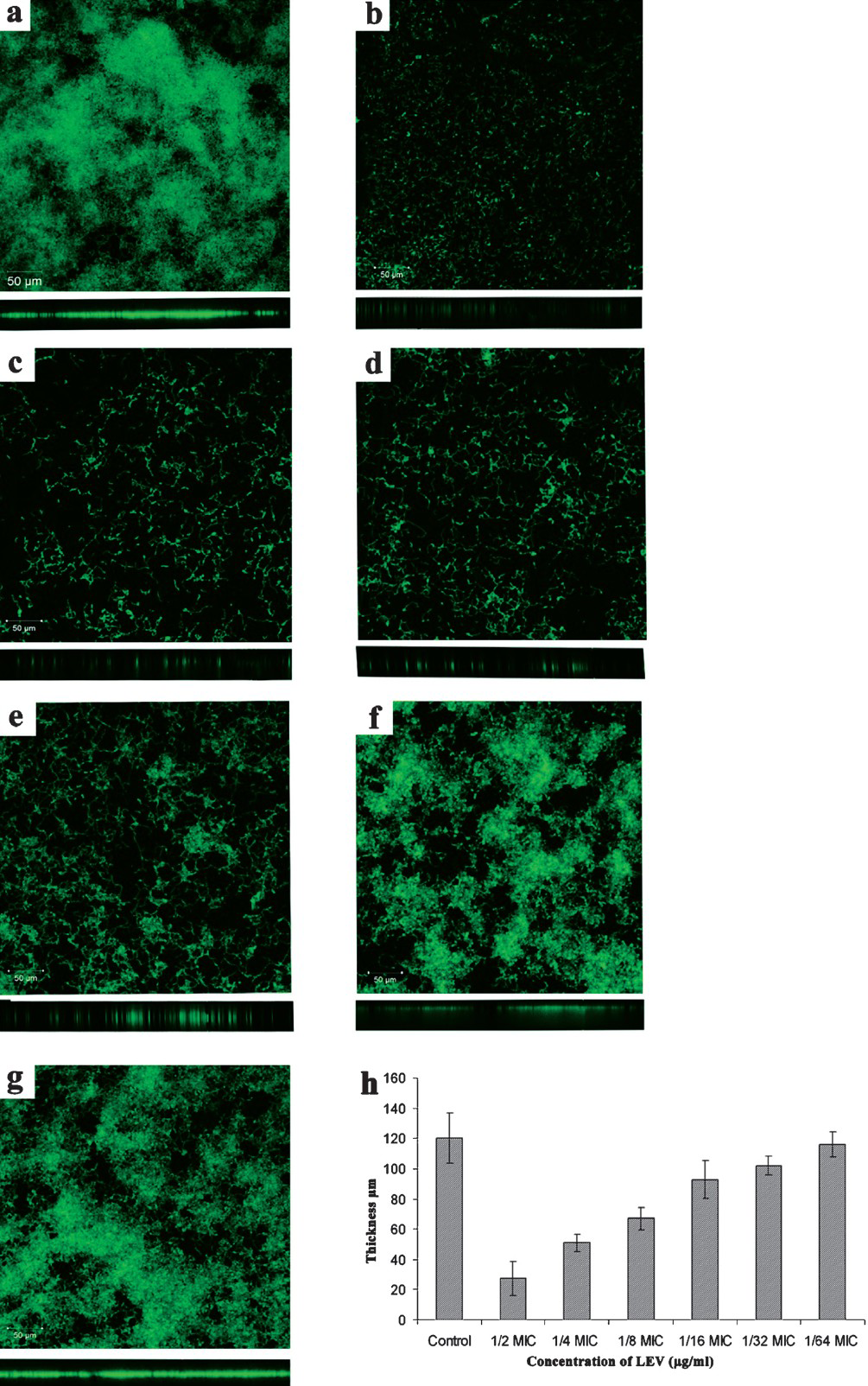 Confocal Laser Scanning Microscopic image showing gradual increase in biofilm formation by S. pyogenes serotype M56 (a) Control, (b) 1/2MIC, (c) 1/4MIC, (d) 1/8MIC, (e) 1/16MIC, (f) 1/32MIC, (g) 1/64MIC and (h) Thicknesses of biofilms were determined from merging all the z-stack images using CLSM-assosiated software. Magnification: 20 x and Scale bar = 50 μm.