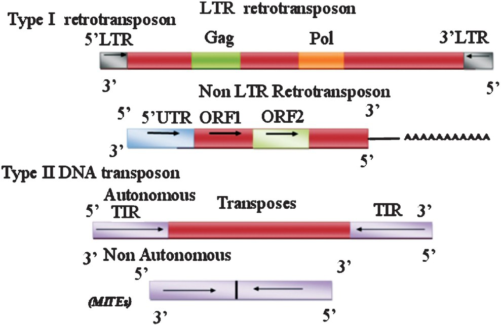 Classification of eukaryotic transposable elements.