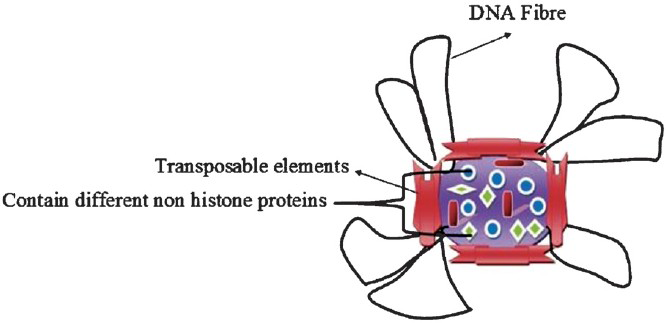 Miniature inverted repeat transposons (MITEs) acting like scaffold or matrix associated regions on which DNA fiber form loops and creating higher order of genome packing and organization.