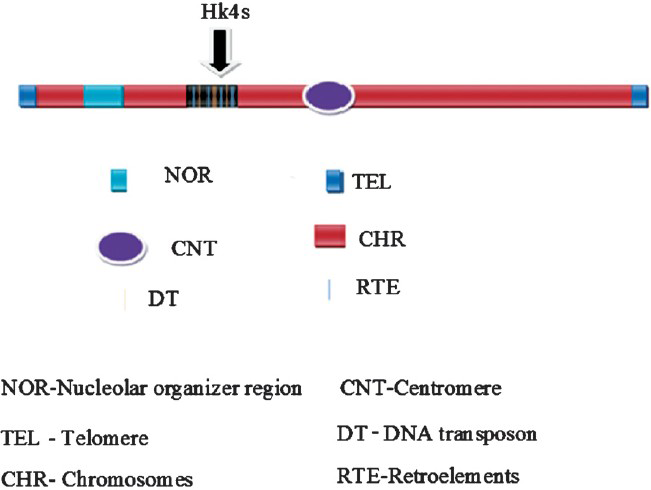 Arabidopsis thaliana chromosome knob showing presence of both retrotransposon and DNA transposon.