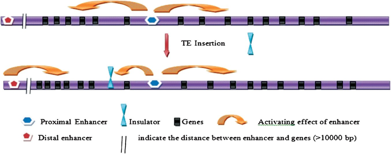 Insertion of B2 SINE in between two different groups of genes leading to formation of a novel insulator boundary which leads to differential gene expression of earlier co-expressed genes.