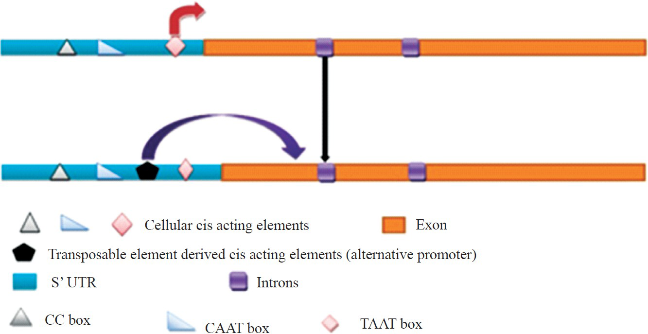 LTR integration into CYP19 gene in 5’ UTR leads to formation of a novel alternate promoter which causes spatial and temporal gene expression.