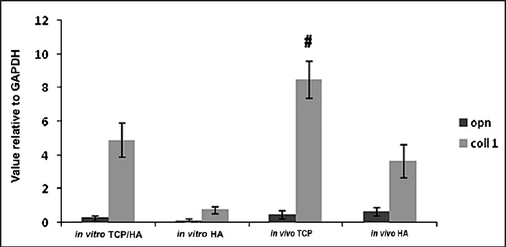 Transcript level related to osteogenic gene expression of osteopontin (OPN) and type 1 collagen (col 1) quantified by real time RT-PCR. The rate of gene expression of collagen type 1 for in vivo TCP/HA-SMC was significantly higher (8.43 ± 0.99, P<0.05) when compared to in vitro TCP/HA-SMC. But no significant difference was shown for OPN in in vivo constructs compared to in vitro constructs. B) Same pattern has occurred in HA-SMC in vivo constructs for collage type 1 with (3.67 ± 0.22, P<0.05) when compared with the HA-SMC in vitro constructs, but no significant value provided by OPN when compared between the two constructs.